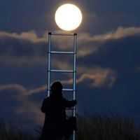 أروى الشلبي