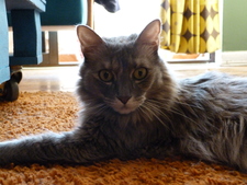 Gata Olivia