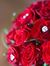 Abeer S...