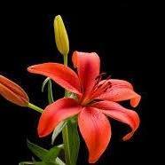 Satish Chandra