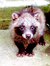 Tanuki