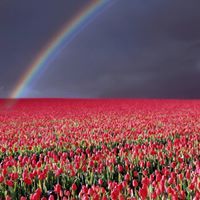 فاطمة القلال