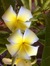 Plumeria