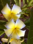Plumeria