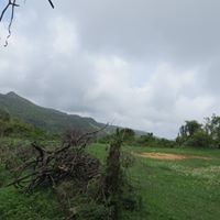 Hassan Ali