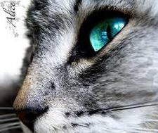 kitten cat