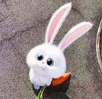 شروق رواشدة