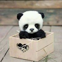 Eman Abd