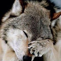 Raven Wolf Wintermoon