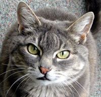 Michael Lyons-Jackson