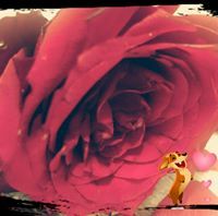 امل المالكي