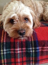 Margaret-Ann McClean