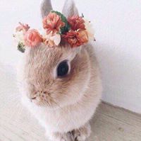 Евгения Боканча