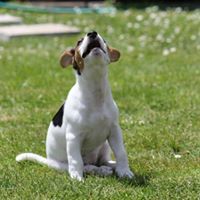 Lientjie Vanderwest Vanschalk