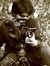 Hamid D...
