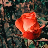 لقمان الخضري