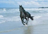 مهاجر مهاجر