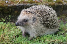 HedgehogRolling