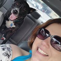 Romans 11 Olive Tree