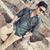 Sukumar Tripathy