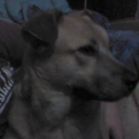 Matthew Wray Lanning