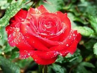 أميرة بحجابي