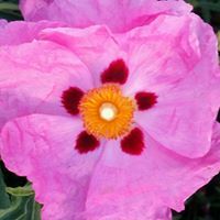 Karrin R. Kreutzberg