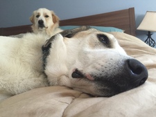 Christopher Mitchell