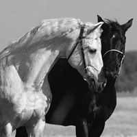 داليا العزة