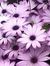 Cape Daisy