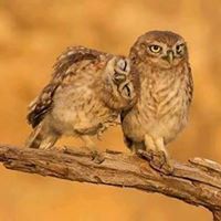 نسيبه الانصاريه