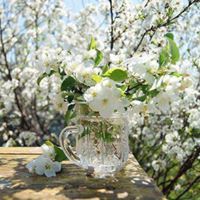 صفية الشبلي