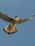 Kestrel