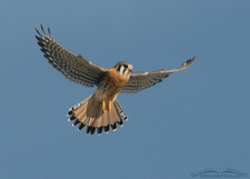 Kestrel