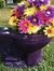 Sue Motley