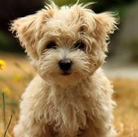 Pavithra Rajarathinam