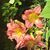 Janet Hullette