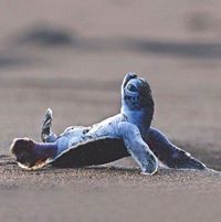 Terra Giddens Easters