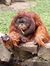 Hafid R...