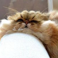 Алексей Дмитриев