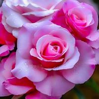 نور الياسمين