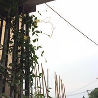 Yến Nguyễn Thị