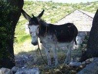 Marijana Sarolic Robic