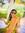 Anjum