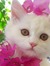 Menna U...