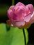 Shanti ...