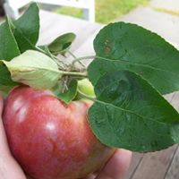 elizabeth l.  mercer