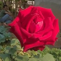 มะปราง ปังคุง