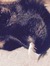 Serpounce