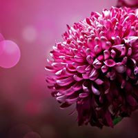 ياسمينة شامية